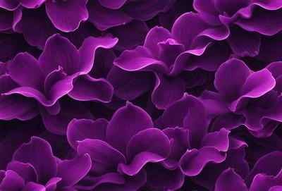 Purple flowers with purple petals and green stems.