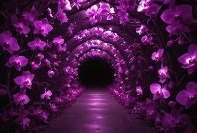 The primary subject of the image is a purple flower, which is the main object, scene, or focus of the image. The setting is a tunnel with purple flowers lining the walls, creating a unique and visually appealing environment. The visual style of the image is a photo, capturing the beauty of the purple flowers in the tunnel. The colors and mood of the image are predominantly purple, giving it a serene and calming atmosphere.