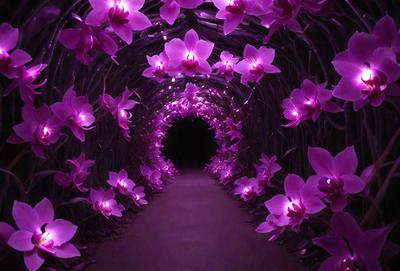 The primary subject of the image is a tunnel with purple lights illuminating it. The tunnel is adorned with purple orchids, creating a beautiful and serene atmosphere. The setting is a dark, enclosed space, and the visual style is a combination of a photo and digital art. The dominant colors are purple and pink, and the overall mood is one of tranquility and beauty.