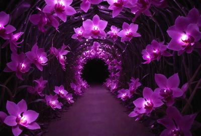 The primary subject of the image is a tunnel with purple lights illuminating it. The tunnel is adorned with purple orchids, creating a beautiful and serene atmosphere. The setting is a dark tunnel, and the visual style appears to be a combination of a photo and digital art. The dominant colors are purple and pink, and the overall mood is one of tranquility and beauty.