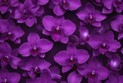 Purple orchids are the primary subject of the image. They are arranged in a pattern, covering the entire frame. The setting is a dark background, which contrasts with the vibrant purple orchids. The visual style is a close-up of the orchids, showcasing their details and beauty. The colors and mood of the image are predominantly purple, creating a serene and elegant atmosphere.