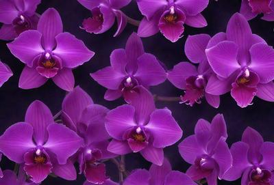The primary subject of the image is a close-up of purple orchids. The setting is a dark background, which contrasts with the vibrant purple flowers. The visual style is a close-up of the flowers, showcasing their details. The colors and mood of the image are predominantly purple, creating a serene and elegant atmosphere.
