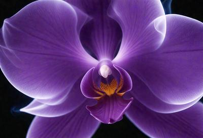 The primary subject of the image is a purple orchid flower. The setting is a dark background, which contrasts with the vibrant purple color of the flower. The visual style is a close-up of the flower, showcasing its intricate details. The colors and mood of the image are predominantly purple, creating a serene and elegant atmosphere.