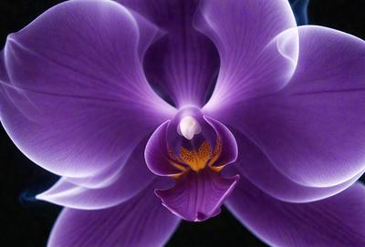 The primary subject of the image is a purple orchid flower. The setting is a dark background, which contrasts with the vibrant purple color of the flower. The visual style is a close-up of the flower, showcasing its intricate details. The colors and mood of the image are predominantly purple, creating a serene and elegant atmosphere.