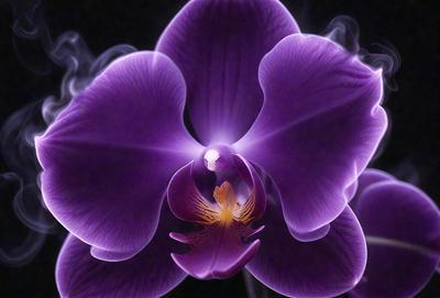 Purple orchid flower with a yellow center.