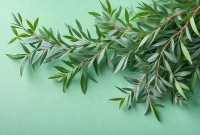 The primary subject of the image is a green plant with leaves, which is the main focus of the image. The plant is placed on a green background, creating a natural and vibrant atmosphere. The visual style of the image is a photo, capturing the details and textures of the plant. The colors and mood of the image are predominantly green, with a sense of freshness and vitality.