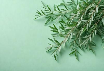 The primary subject of the image is a green leafy plant, possibly a tree or a bush, with a few branches. The plant is placed on a green background, which creates a natural and vibrant atmosphere. The visual style of the image is a close-up of the plant, showcasing its details and texture. The colors and mood of the image are predominantly green, which is associated with nature, growth, and tranquility.