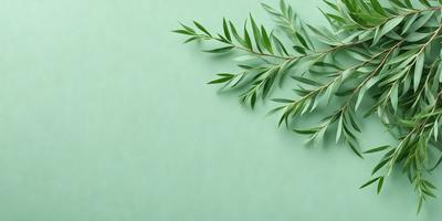The primary subject of the image is a green leafy plant, which is the main focus of the image. The plant is placed on a green background, creating a natural and vibrant atmosphere. The visual style of the image is a photo, capturing the details and textures of the plant. The colors and mood of the image are predominantly green, with a sense of freshness and vitality.