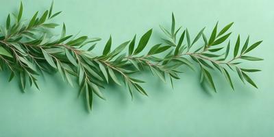 The primary subject of the image is a green leafy plant, which is the main focus of the image. The plant is displayed on a green background, giving it a natural and vibrant appearance. The visual style of the image is a photo, capturing the details and textures of the plant. The colors and mood of the image are predominantly green, creating a sense of freshness and vitality.