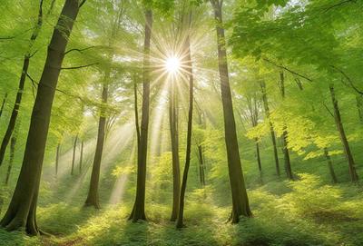 The primary subject of the image is a forest filled with tall trees. The setting is a lush green forest with sunlight shining through the trees, creating a serene and peaceful atmosphere. The visual style is a natural, outdoor scene, with the trees and sunlight as the main focus. The colors and mood are predominantly green, with the sunlight adding a warm and inviting touch to the environment.