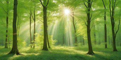 The primary subject of the image is a forest filled with green trees. The setting is a lush green forest with sunlight shining through the trees, creating a serene and peaceful atmosphere. The visual style is a natural, outdoor scene, with the trees and sunlight as the main focus. The colors and mood are predominantly green, with the sunlight adding a warm and inviting touch to the environment.