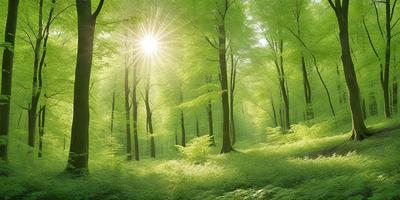 The primary subject of the image is a lush green forest filled with trees. The setting is a sunny day, with the sunlight shining through the trees, creating a bright and warm atmosphere. The visual style of the image is a photo, capturing the natural beauty of the forest. The dominant colors are green, with the trees and sunlight creating a serene and peaceful mood.