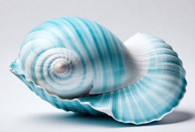 The primary subject of the image is a blue and white spiral shell, which is the main object, scene, or focus of the image. The shell is placed on a white surface, which serves as the setting or background. The visual style of the image is a photo, capturing the intricate details of the shell. The dominant colors in the image are blue and white, creating a calm and serene atmosphere.