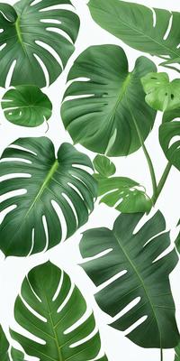The image features a large green leaf with a white background. The leaf is prominently displayed, covering a significant portion of the image. The leaf appears to be a close-up of a plant, possibly a palm tree, with its distinctive texture and color. The overall atmosphere of the image is serene and natural, with the leaf being the main subject.