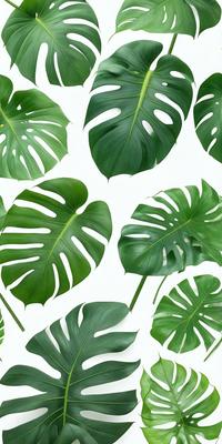 The image features a large group of green leaves, possibly from a banana tree, arranged in a pattern. The leaves are placed on a white background, creating a visually striking contrast. The leaves are arranged in a way that they appear to be overlapping each other, giving the impression of a dense forest. The overall atmosphere of the image is lush and vibrant, with the green leaves being the primary focus of the scene.