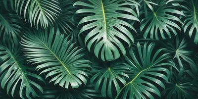 The image features a large group of green leaves, possibly from a palm tree, arranged in a dense and lush manner. The leaves are spread across the frame, creating a sense of abundance and natural beauty. The primary subject of the image is the green leaves, which are the main focus and the setting is a natural environment. The visual style of the image is a close-up of the leaves, showcasing their intricate details and textures. The colors and mood of the image are predominantly green, which ev