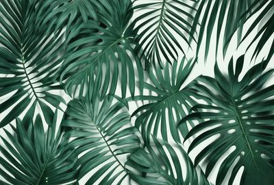 The image features a large green palm tree with multiple leaves. The tree is prominently displayed in the foreground, with its leaves covering the entire frame. The scene is set against a white background, which provides a clean and minimalist appearance. The visual style of the image is a close-up of the palm tree, emphasizing its details and texture. The dominant colors in the image are green, which is the color of the palm tree, and white, which serves as the background color. The overall atmosphere of the image