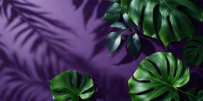 The primary subject of the image is a large green leaf, which is the main focus of the scene. The leaf is placed against a purple wall, creating a striking contrast between the green and purple colors. The visual style of the image is a close-up of the leaf, showcasing its intricate details. The overall atmosphere of the image is serene and natural, with the leaf serving as a symbol of growth and vitality.