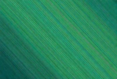 The primary subject of the image is a green, patterned surface. The setting appears to be a grassy field, and the visual style is a close-up of the pattern. The colors and mood of the image are predominantly green, creating a calm and natural atmosphere.