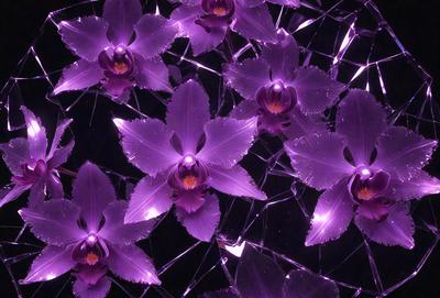 Purple flowers with purple petals and green stems.