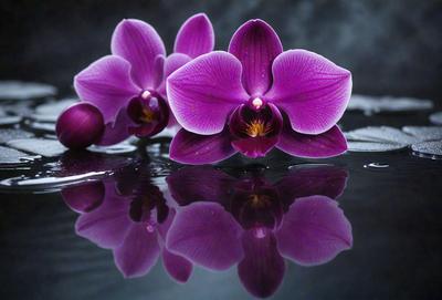 The primary subject of the image is a group of purple orchids. They are placed in a pond, surrounded by water. The setting is a natural environment, with the orchids reflecting in the water, creating a serene and calming atmosphere. The visual style of the image is a photo, capturing the beauty of the orchids in their natural habitat. The colors and mood of the image are predominantly purple, which adds to the overall sense of tranquility and harmony with nature.
