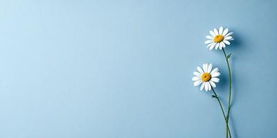 The primary subject of the image is a single white flower, which is placed on a blue background. The visual style of the image is a photo, and the dominant colors are white and blue. The overall atmosphere of the image is calm and serene, with the flower being the focal point of the composition.