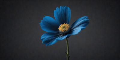 The primary subject of the image is a blue flower with a yellow center, sitting on a stem. The setting is a dark background, which creates a dramatic and moody atmosphere. The visual style is a close-up of the flower, emphasizing its details and colors. The dominant colors are blue and yellow, with the blue flower and the yellow center creating a striking contrast against the dark background.