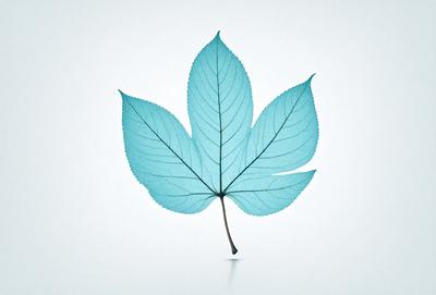 The primary subject of the image is a large, blue leaf. The leaf is prominently displayed in the foreground, with a white background behind it. The visual style of the image is a close-up of the leaf, showcasing its intricate details. The colors and mood of the image are predominantly blue, creating a serene and calming atmosphere.