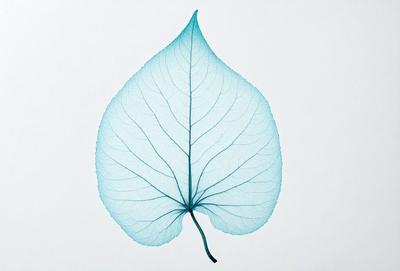 The primary subject of the image is a large blue leaf, which is the main focus of the scene. The leaf is prominently displayed against a white background, giving it a clean and minimalist appearance. The visual style of the image is a combination of photo and digital art, as it captures the intricate details of the leaf while maintaining a modern and artistic aesthetic. The dominant colors in the image are blue and white, creating a serene and calming atmosphere.