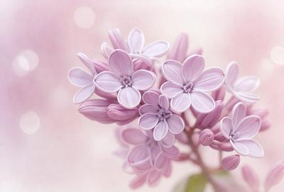 The primary subject of the image is a bouquet of purple flowers. The flowers are arranged in a vase, creating a beautiful and elegant display. The setting is a pink background, which adds a touch of warmth and softness to the scene. The visual style of the image is a close-up of the flowers, allowing the viewer to appreciate the details and beauty of the purple flowers. The colors and mood of the image are predominantly pink and purple, creating a sense of calmness and ser
