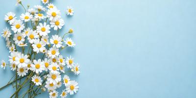 The primary subject of the image is a close-up of white flowers, with a blue background. The visual style appears to be a photo, as the flowers are in focus and the background is clear. The colors and mood of the image are predominantly white and blue, creating a calm and serene atmosphere.
