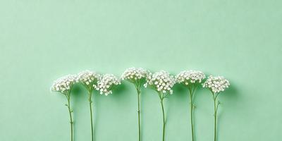 The primary subject of the image is a row of five white flowers, each with a long green stem, arranged in a straight line. The flowers are positioned against a green wall, which serves as the setting and background of the scene. The visual style of the image is a photo, capturing the beauty of the flowers in their natural environment. The colors and mood of the image are predominantly white and green, creating a serene and calming atmosphere.