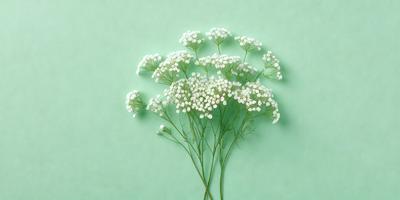 The primary subject of the image is a bouquet of white flowers, which are the main focus of the scene. The flowers are arranged in a vase, creating a visually appealing composition. The setting is a green background, which adds a natural and fresh touch to the overall atmosphere. The visual style of the image is a close-up of the flowers, emphasizing their details and beauty. The colors in the image are predominantly white, which gives the scene a clean and serene appearance.