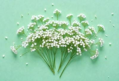 The primary subject of the image is a close-up of a white flower, possibly a baby's breath, with green stems. The setting is a green background, which creates a contrast with the white flower. The visual style appears to be a photo, capturing the details of the flower and its stems. The colors in the image are predominantly white and green, giving the image a fresh and natural atmosphere.