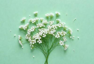 The primary subject of the image is a flower arrangement, featuring a variety of white flowers. The setting is a green background, which provides a vibrant contrast to the flowers. The visual style of the image is a close-up, showcasing the details of the flowers. The colors and mood of the image are predominantly white, creating a clean and serene atmosphere.