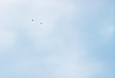 The primary subject of the image is a bird flying in the sky. The setting is a cloudy blue sky, and the visual style is a photo. The dominant colors are blue and white, creating a calm and serene atmosphere.