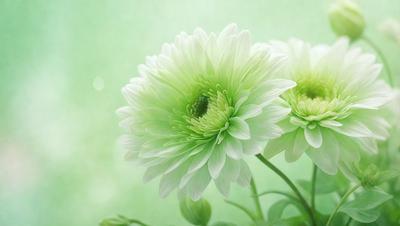 The primary subject of the image is a close-up of two white flowers with green centers. The flowers are placed in a green background, which adds a natural and vibrant touch to the scene. The visual style of the image is a photo, capturing the beauty and details of the flowers. The colors and mood of the image are predominantly green and white, creating a serene and calming atmosphere.