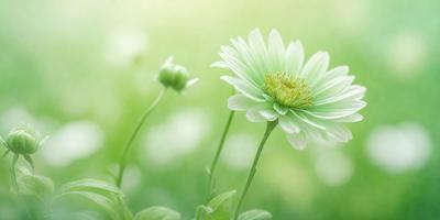 The primary subject of the image is a white flower with green petals, sitting in a grassy field. The setting is a lush green field, and the visual style is a photo. The dominant colors are white and green, creating a serene and natural atmosphere.