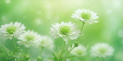The primary subject of the image is a group of white flowers with green centers, which are growing in a lush green field. The setting is a bright, sunny day, and the visual style is a close-up of the flowers, showcasing their details. The colors and mood of the image are predominantly green and bright, creating a serene and natural atmosphere.
