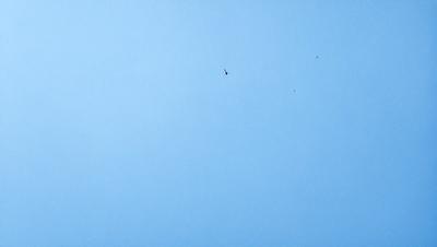 The primary subject of the image is a bird flying high in the sky. The bird is positioned towards the center of the image, with its wings spread out. The setting is a clear blue sky, which provides a beautiful backdrop for the bird's flight. The visual style of the image is a photo, capturing the bird in its natural environment. The colors in the image are predominantly blue, creating a serene and peaceful atmosphere.