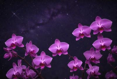 The primary subject of the image is a group of pink flowers, likely orchids, with purple petals. They are set against a dark, starry sky, creating a dramatic and serene atmosphere. The visual style of the image is a photo, capturing the beauty of the flowers and the night sky. The colors and mood of the image are predominantly dark and moody, with the pink flowers providing a touch of warmth and life against the backdrop of the night sky.