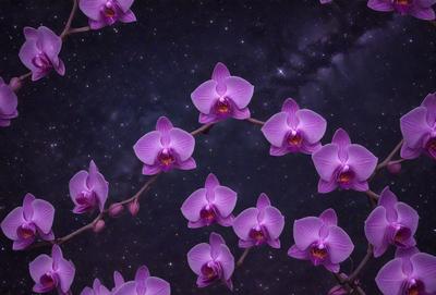 The primary subject of the image is a group of purple orchids. They are the main focus of the image, and they are displayed in a dark, starry sky. The setting appears to be a nighttime scene, with the orchids standing out against the backdrop of the night sky. The visual style of the image is a combination of a photo and digital art, creating a unique and artistic representation of the orchids. The colors and mood of the image are predominantly purple, creating a sense of calmness