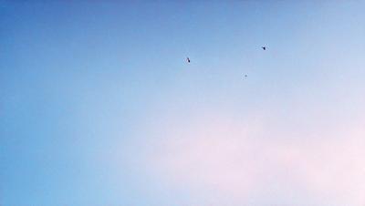 The primary subject of the image is a group of birds flying in the sky. The setting is a clear blue sky, which serves as the perfect backdrop for the birds. The visual style of the image is a photo, capturing the birds in their natural environment. The colors and mood of the image are predominantly blue, creating a serene and peaceful atmosphere.