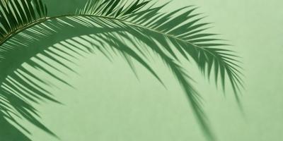 The primary subject of the image is a palm tree, which is prominently featured in the foreground. The setting is a green background, possibly a wall or a surface, which complements the palm tree. The visual style of the image is a photo, capturing the natural beauty of the palm tree. The colors and mood of the image are predominantly green, creating a serene and relaxing atmosphere.