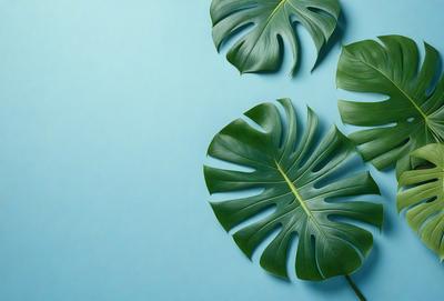 The image features a close-up of a large green leaf, possibly a palm leaf, with a blue background. The leaf is prominently displayed, covering a significant portion of the image. The visual style appears to be a photo, capturing the natural beauty of the leaf. The colors and mood of the image are predominantly green and natural, creating a serene and calming atmosphere.