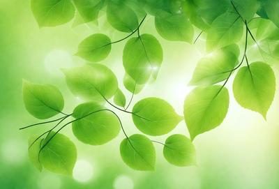 The primary subject of the image is a close-up of green leaves, showcasing their texture and details. The leaves are arranged in a visually appealing manner, creating a sense of depth and dimension. The setting is a bright, sunny environment, with the leaves being the main focus of the scene. The visual style of the image is a combination of photo and digital art, as it captures the natural beauty of the leaves while also showcasing the artist's skill in creating a visually engaging composition. The colors