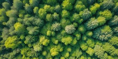 The primary subject of the image is a dense forest filled with green trees. The setting is a lush, green environment, and the visual style is a close-up of the trees, showcasing their vibrant green color. The overall atmosphere is serene and natural, with the trees creating a sense of tranquility and connection to nature.
