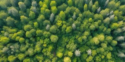 The primary subject of the image is a dense forest filled with green trees. The setting is a lush, green environment, with the trees being the main focus of the image. The visual style is a natural, realistic representation of the forest. The colors and mood are predominantly green, creating a serene and peaceful atmosphere.