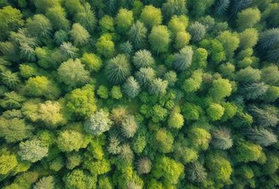 The primary subject of the image is a dense forest filled with trees. The setting is a lush green environment, with the trees being the main focus of the scene. The visual style is a close-up of the forest, showcasing the intricate details of the trees. The colors and mood of the image are predominantly green, creating a serene and natural atmosphere.