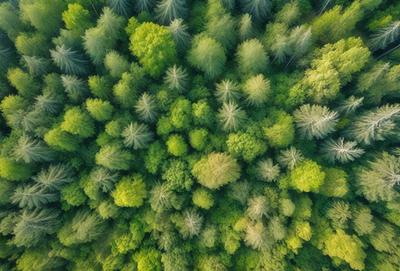 The primary subject of the image is a dense forest filled with green trees. The setting is a lush, green environment, and the visual style is a close-up of the trees, showcasing their vibrant green color. The overall atmosphere is serene and natural, with the trees creating a sense of tranquility and connection to nature.
